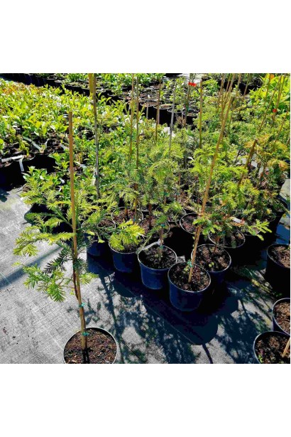 Секвоя вічнозелена - 3л/вис.40-60см/Ø15-25см